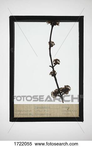 Reproduction of Cornelian cherry plant specimen View Large Photo Image Stock Photography - Reproduction of Cornelian cherry plant specimen. Fotosearch