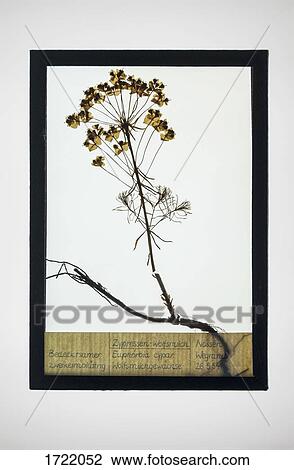 Reproduction of Cypress Spurge plant specimen View Large Photo Image Stock Image - Reproduction of Cypress Spurge plant specimen. Fotosearch