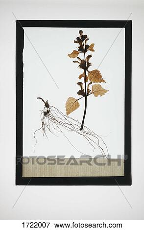 Reproduction of Deadnettle plant specimen View Large Photo Image Stock Photo - Reproduction of Deadnettle plant specimen. Fotosearch