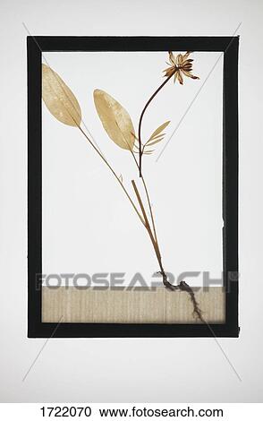 Reproduction of dry plant specimen View Large Photo Image Stock Image - Reproduction of dry plant specimen. Fotosearch