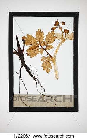 Stock Photo - Reproduction of English oak plant specimen. Fotosearch