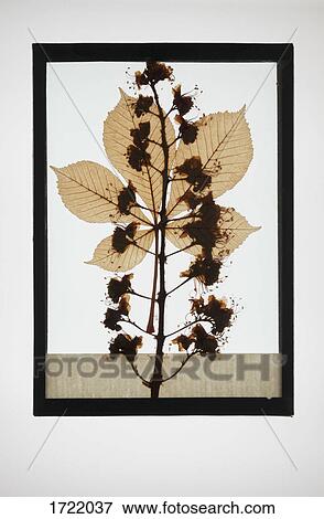 Reproduction of European horse-chestnut plant specimen View Large Photo Image Stock Photo - Reproduction of European horse-chestnut plant specimen. Fotosearch