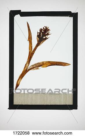 Reproduction of flower specimen View Large Photo Image Stock Photo - Reproduction of flower specimen. Fotosearch