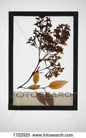 Reproduction of flowering plant specimen View Large Photo Image Stock Photography - Reproduction of flowering plant specimen. Fotosearch