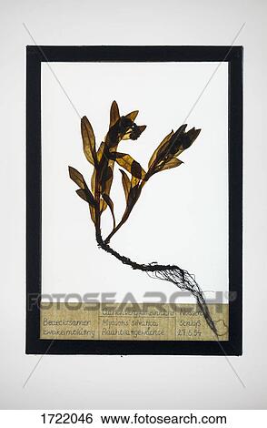 Stock Photograph - Reproduction of Forget-Me-Not plant specimen. Fotosearch