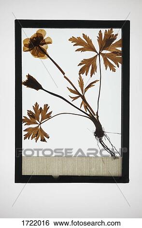 Reproduction of Geranium plant specimen View Large Photo Image Stock Photograph - Reproduction of Geranium plant specimen. Fotosearch