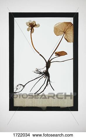 Reproduction of Marsh-Marigold plant specimen View Large Photo Image Picture - Reproduction of Marsh-Marigold plant specimen. Fotosearch