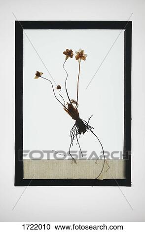 Reproduction of plant specimen View Large Photo Image Stock Image - Reproduction of plant specimen. Fotosearch