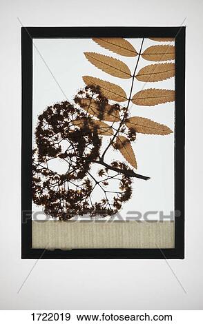 Reproduction of Rowan plant specimen View Large Photo Image Stock Photo - Reproduction of Rowan plant specimen. Fotosearch