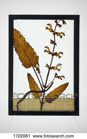 Reproduction of Salvia pratensis plant specimen View Large Photo Image Stock Image - Reproduction of Salvia pratensis plant specimen. Fotosearch