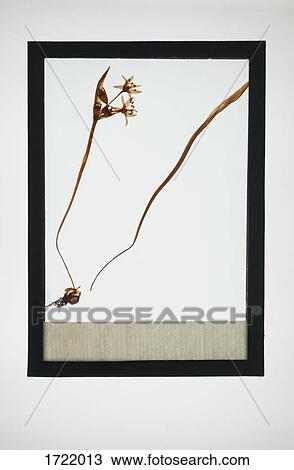 Reproduction of Wild Tulip plant specimen View Large Photo Image Stock Image - Reproduction of Wild Tulip plant specimen. Fotosearch