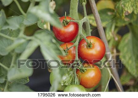Ripe, fresh red tomatoes growing on vine View Large Photo Image Stock Photograph - Ripe, fresh red tomatoes growing on vine. Fotosearch