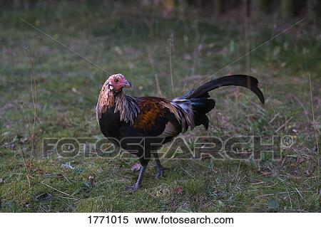 Rooster walking in grass View Large Photo Image Stock Photography - Rooster walking in grass. Fotosearch