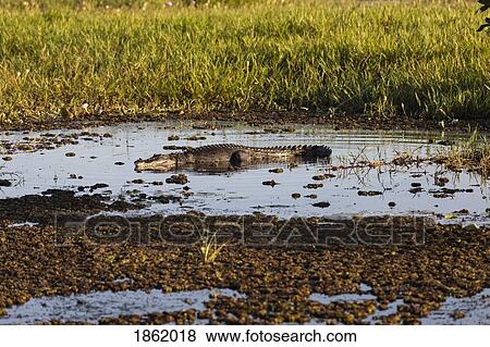 Stock Photo - Saltwater crocodile sunbathing in marsh, Kakadu National Park, Australia. Fotosearch