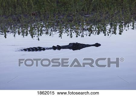 Saltwater crocodile swimming in calm marsh, Kakadu National Park, Australia View Large Photo Image Stock Photography - Saltwater crocodile swimming in calm marsh, Kakadu National Park, Australia. Fotosearch