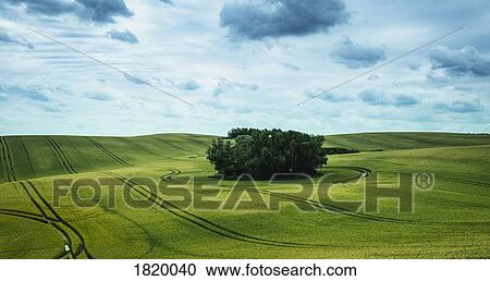 Scenic view green farmland and stand of trees, Brandenburg, Germany View Large Photo Image Stock Image - Scenic view green farmland and stand of trees, Brandenburg, Germany. Fotosearch