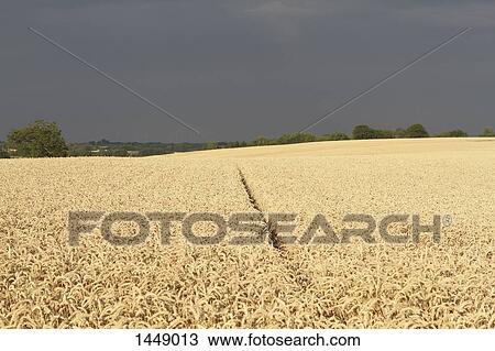 Stock Image - Scenic view of crop field against sky. Fotosearch