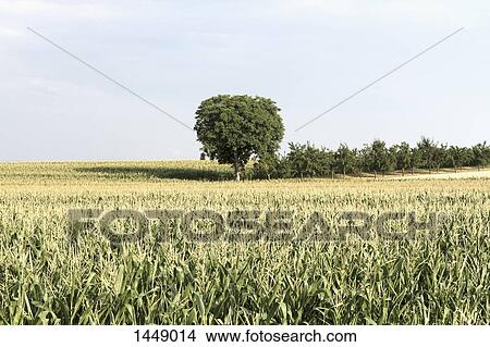 Picture - Scenic view of field against sky. Fotosearch