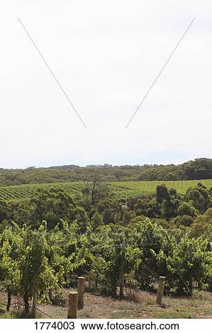 Stock Image - Scenic view of idyllic, sunny vineyard landscape. Fotosearch