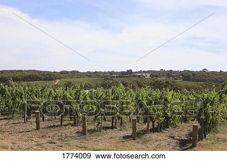 Stock Photo - Scenic view of idyllic, sunny vineyard landscape. Fotosearch