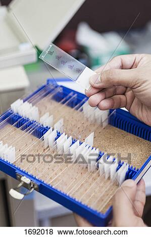 Stock Photo - Scientist holding microscope slide over container at laboratory. Fotosearch