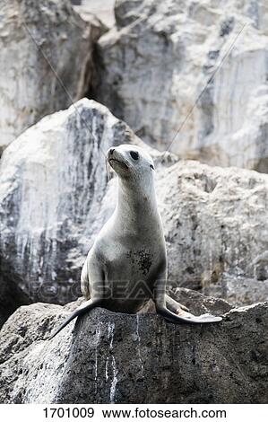 Sea lion on rock by water's edge View Large Photo Image Stock Photo - Sea lion on rock by water's edge. Fotosearch