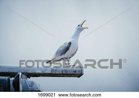Seagull shouting while perching on metal against clear sky View Large Photo Image Stock Image - Seagull shouting while perching on metal against clear sky. Fotosearch