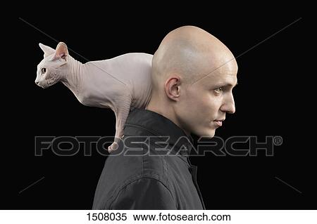 Side view of bald man carrying Sphynx hairless cat on shoulder against black background View Large Photo Image Stock Photography - Side view of bald man carrying Sphynx hairless cat on shoulder against black background. Fotosearch