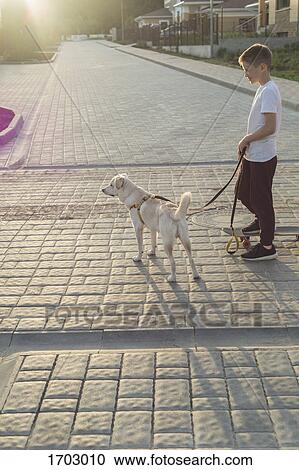 Side view of boy on skateboard with dog during sunset View Large Photo Image Stock Image - Side view of boy on skateboard with dog during sunset. Fotosearch
