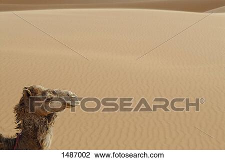 Side view of camel in Erg Chebbi, Morocco View Large Photo Image Stock Image - Side view of camel in Erg Chebbi, Morocco. Fotosearch