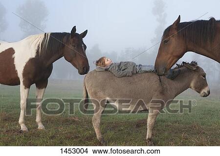 Side view of girl lying on donkey amidst horses on field View Large Photo Image Picture - Side view of girl lying on donkey amidst horses on field. Fotosearch