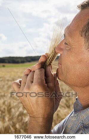 Side view of mature man smelling wheat crop at farm against sky View Large Photo Image Stock Photograph - Side view of mature man smelling wheat crop at farm against sky. Fotosearch