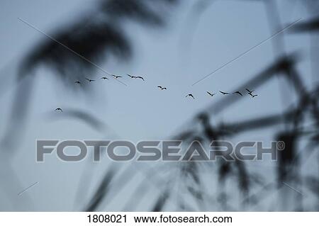 Silhouette birds flying against blue sky View Large Photo Image Stock Image - Silhouette birds flying against blue sky. Fotosearch