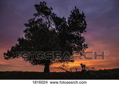 Silhouette dog standing under rural tree and dramatic sunset sky View Large Photo Image Picture - Silhouette dog standing under rural tree and dramatic sunset sky. Fotosearch
