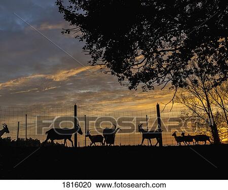 Silhouette goats on farm at sunset View Large Photo Image Stock Image - Silhouette goats on farm at sunset. Fotosearch