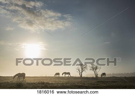 Silhouette horses grazing in idyllic rural field at sunrise View Large Photo Image Stock Photograph - Silhouette horses grazing in idyllic rural field at sunrise. Fotosearch