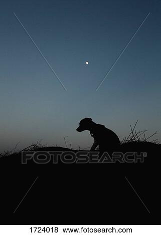Silhouette of dog sitting on field against clear sky at dusk View Large Photo Image Stock Photo - Silhouette of dog sitting on field against clear sky at dusk. Fotosearch
