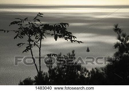 Silhouette plants growing against lake during sunset View Large Photo Image Stock Image - Silhouette plants growing against lake during sunset. Fotosearch