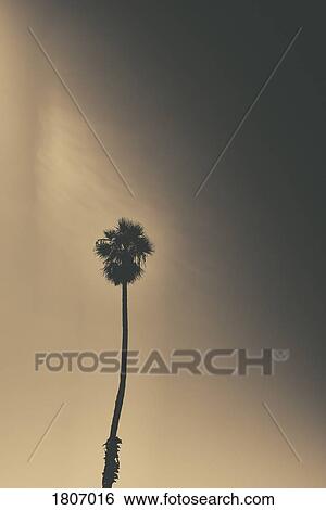Silhouetted palm tree against dramatic sky, Santa Barbara, California, USA View Large Photo Image Stock Photograph - Silhouetted palm tree against dramatic sky, Santa Barbara, California, USA. Fotosearch