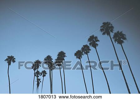 Stock Image - Silhouetted palm trees against blue sky, Santa Barbara, California, USA. Fotosearch