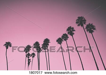Silhouetted palm trees against pink sky, Santa Barbara, California, USA View Large Photo Image Stock Photo - Silhouetted palm trees against pink sky, Santa Barbara, California, USA. Fotosearch