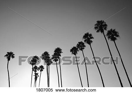 Stock Photography - Silhouetted palm trees against sunny sky, Santa Barbara, California, USA. Fotosearch