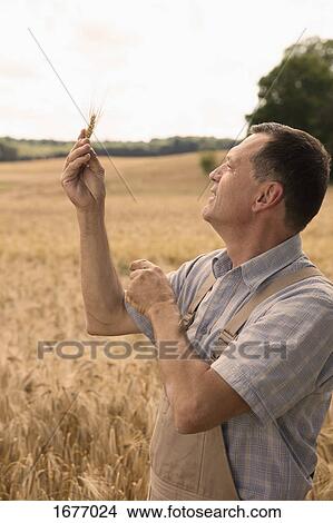 Smiling mature man looking at wheat ear while standing in farm against clear sky View Large Photo Image Picture - Smiling mature man looking at wheat ear while standing in farm against clear sky. Fotosearch