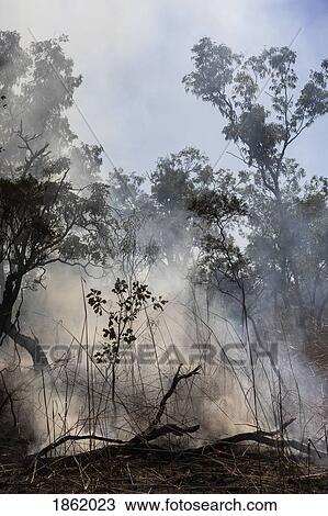 Smoke rising from smoldering preventative patch burn, Kakadu National Park, Australia View Large Photo Image Stock Image - Smoke rising from smoldering preventative patch burn, Kakadu National Park, Australia. Fotosearch