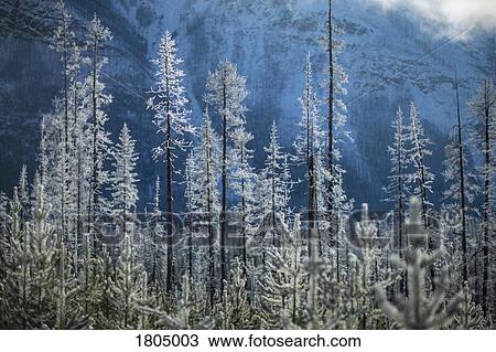 Snow covered forest trees below mountain, Marble Canyon, Alberta, Canada View Large Photo Image Stock Image - Snow covered forest trees below mountain, Marble Canyon, Alberta, Canada. Fotosearch