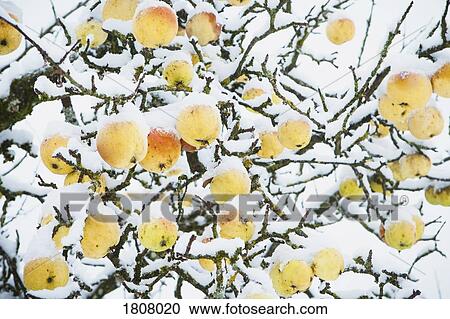 Snow covering apples growing on tree View Large Photo Image Stock Image - Snow covering apples growing on tree. Fotosearch