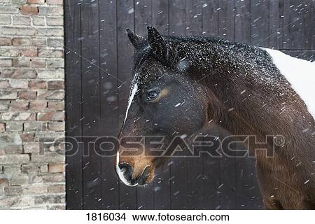 Snow falling over horse View Large Photo Image Picture - Snow falling over horse. Fotosearch