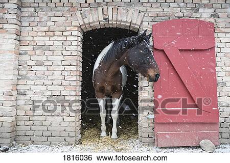 Snow falling over horse standing in barn doorway View Large Photo Image Stock Photograph - Snow falling over horse standing in barn doorway. Fotosearch