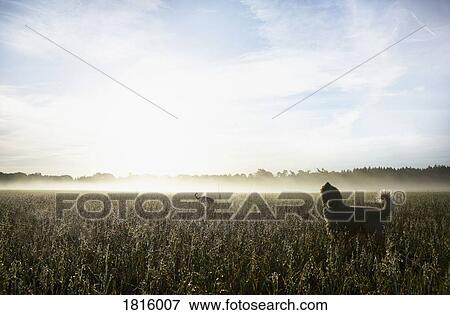 Stock Photo - Spanish Water Dog howling in sunny rural field at dawn. Fotosearch
