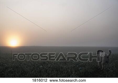 Spanish Water Dog watching sunrise over tranquil, foggy rural field View Large Photo Image Stock Image - Spanish Water Dog watching sunrise over tranquil, foggy rural field. Fotosearch